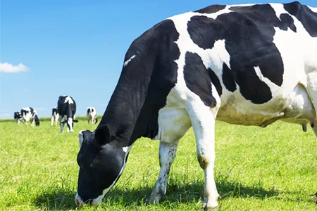 Argentine Pampas dairy farming